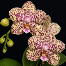 Load image into Gallery viewer, Phalaenopsis Natasha 'Aeiko' AM/OSROC, Creamy Yellow Burgundy-Spotted Miniature Orchid, Rare Live Orchid