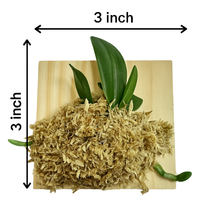 Load image into Gallery viewer, Bloomify Live Phalaenopsis sanderiana – Elegant Moth Orchid with Soft Pink Petals & Graceful Form, Easy to Grow & Long-Lasting Blooms