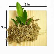 Load image into Gallery viewer, Bloomify Live Bulbophyllum hirundinis – Rare Miniature Orchid with Bird-Like Blooms and Graceful Winged Petals