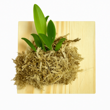 Load image into Gallery viewer, Bloomify Live Bulbophyllum hirundinis – Rare Miniature Orchid with Bird-Like Blooms and Graceful Winged Petals