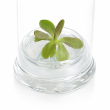 Load image into Gallery viewer, Bloomify Live Pinguicula “Fumiko” (Rosy-Lavender Mexican Butterwort Hybrid) in Glass Terrarium – Zero-Care Carnivorous Plant, Natural Gnat Control, Pet-Safe Mini Terrarium Gift for Dreamy Plant Lovers