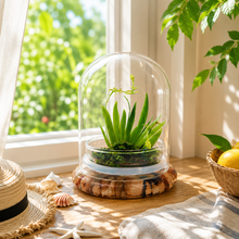 Load image into Gallery viewer, Everlasting Orchid Terrarium with Sundew Moss - Psygmorchis Pusilla – Self growing, Maintenance free, Unique Gift.