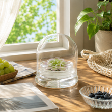 Load image into Gallery viewer, Bloomify Live Pinguicula esseriana (Mexican Butterwort) in Glass Terrarium – Maintenance-Free Carnivorous Plant, Unique Gift for Enthusiasts, Collectors & Nature Lovers.