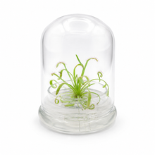 Load image into Gallery viewer, Live Drosera Capensis in glass terrarium – Maintenance-Free Carnivorous Plant, Unique Carnivorous Plant Terrarium Gift for Enthusiasts, Collectors, & Nature Lovers