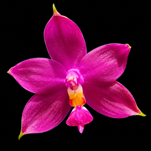 Load image into Gallery viewer, Phalaenopsis violacea f. magenta – Fragrant Orchid with Rich Magenta Blooms