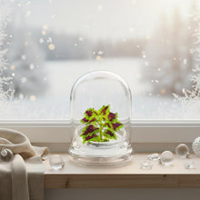 Load image into Gallery viewer, Coleus (Inky fingers), Floral Terrarium, Great Ornamental Live Plant