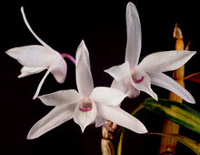 Load image into Gallery viewer, Dendrobium affine moniliforme, Necklace-Shaped Dendrobium, wood mounted - Orchid Gene