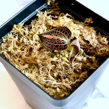 Load image into Gallery viewer, Bloomify Live Anoectochilus albo-lineatus x sib – Jewel Orchid with Velvet Green Leaves & Shimmering Silver Veins, Easy to Grow, No Repotting Needed