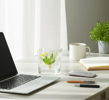 Load image into Gallery viewer, Orchid Bonsai, Psygmorchis Pusilla, Open Pot Design, Beautiful Glass Votive