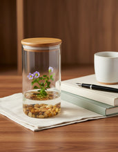 Load image into Gallery viewer, Persian Violet (Exacum Affine), Rare Violet Flower Terrarium, Anniversary Gift