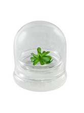 Load image into Gallery viewer, Bloomify Live Pinguicula esseriana (Mexican Butterwort) in Glass Terrarium – Maintenance-Free Carnivorous Plant, Unique Gift for Enthusiasts, Collectors & Nature Lovers.