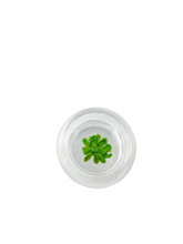 Load image into Gallery viewer, Bloomify Live Pinguicula esseriana (Mexican Butterwort) in Glass Terrarium – Maintenance-Free Carnivorous Plant, Unique Gift for Enthusiasts, Collectors & Nature Lovers.