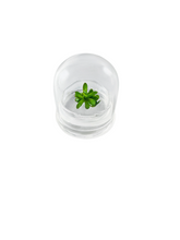 Load image into Gallery viewer, Bloomify Live Pinguicula esseriana (Mexican Butterwort) in Glass Terrarium – Maintenance-Free Carnivorous Plant, Unique Gift for Enthusiasts, Collectors & Nature Lovers.