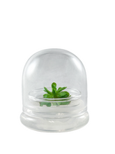 Load image into Gallery viewer, Bloomify Live Pinguicula esseriana (Mexican Butterwort) in Glass Terrarium – Maintenance-Free Carnivorous Plant, Unique Gift for Enthusiasts, Collectors & Nature Lovers.