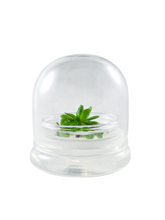 Load image into Gallery viewer, Bloomify Live Pinguicula esseriana (Mexican Butterwort) in Glass Terrarium – Maintenance-Free Carnivorous Plant, Unique Gift for Enthusiasts, Collectors & Nature Lovers.