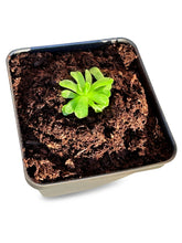 Load image into Gallery viewer, Pinguicula esseriana - Mexican Butterwort: A Unique Carnivorous Plant for Enthusiasts