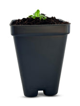 Load image into Gallery viewer, Pinguicula esseriana - Mexican Butterwort: A Unique Carnivorous Plant for Enthusiasts