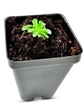Load image into Gallery viewer, Pinguicula esseriana - Mexican Butterwort: A Unique Carnivorous Plant for Enthusiasts