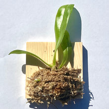 Load image into Gallery viewer, Phalaenopsis violacea Indigo 'Red' x sib, Fragrant Blooming Orchid