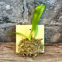 Load image into Gallery viewer, Phalaenopsis violacea Indigo 'Red' x sib, Fragrant Blooming Orchid