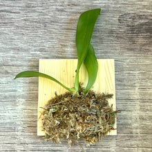 Load image into Gallery viewer, Phalaenopsis violacea Indigo 'Red' x sib, Fragrant Blooming Orchid