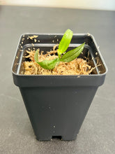 Load image into Gallery viewer, Phalaenopsis celebensis,star-shaped, snow-white orchid, potted - Orchid Gene