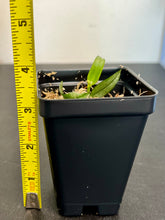Load image into Gallery viewer, Phalaenopsis celebensis,star-shaped, snow-white orchid, potted - Orchid Gene