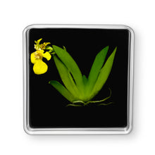 Load image into Gallery viewer, Bloomify Live Orchid Picture, Maintenance Free Orchid, Psygmorchis Pusilla, Live Green Wall Décor, Blooming, No Green Thumb Necessary, Great for Work, Home, Wall Décor, Unique Gift. - Orchid Gene
