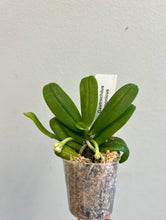 Load image into Gallery viewer, Gastrochilus Japonicus (The Yellow Pine Orchid), Bloom-ready Size, Wood Mount (30 DAYS Healthy Plant Guarantee) - Orchid Gene