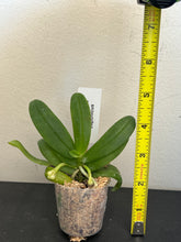 Load image into Gallery viewer, Gastrochilus Japonicus (The Yellow Pine Orchid), Bloom-ready Size, Wood Mount (30 DAYS Healthy Plant Guarantee) - Orchid Gene