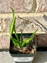Load image into Gallery viewer, Rden. Woon Leng’s Red Gem‘Chian-Tzy heart’, Hybrid Orchid with Vibrant Red Blooms
