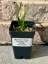 Load image into Gallery viewer, Meshaara Chian-Tzy Ruby 'CT-Golden Chocolate', hybrid orchid with Vanilla Scent & Vibrant Blooms