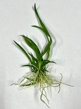 Load image into Gallery viewer, Rden. Woon Leng’s Red Gem‘Chian-Tzy heart’, Hybrid Orchid with Vibrant Red Blooms