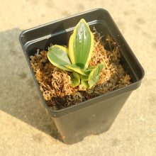 Load image into Gallery viewer, Bloomify Live Phalaenopsis amabilis (White Moth Orchid)-Elegant Indoor Blooming Plant, Easy Care Houseplant, Beginner-Friendly