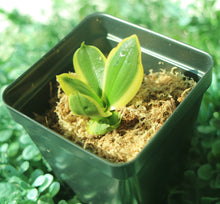 Load image into Gallery viewer, Bloomify Live Phalaenopsis amabilis (White Moth Orchid)-Elegant Indoor Blooming Plant, Easy Care Houseplant, Beginner-Friendly