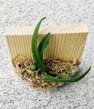 Load image into Gallery viewer, Bloomify Live Thrixspermum saruwatarii – Rare Miniature Orchid with Starry White Blooms and Delicate Cascading Sprays