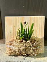 Load image into Gallery viewer, Bulbophyllum Taiwanense: Rare Orchid, Exotic Speckled Blooms, Compact Houseplant, Glossy Leaves, Year-Round Flowers, Easy Care - Orchid Gene