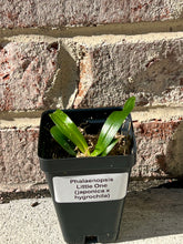 Load image into Gallery viewer, Phalaenopsis Little One (japonica x hygrochila), hybrid orchid with a wonderful fragrance - Orchid Gene