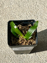 Load image into Gallery viewer, Phalaenopsis Little One (japonica x hygrochila), hybrid orchid with a wonderful fragrance - Orchid Gene