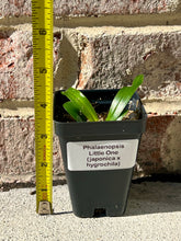Load image into Gallery viewer, Phalaenopsis Little One (japonica x hygrochila), hybrid orchid with a wonderful fragrance - Orchid Gene