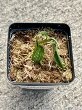 Load image into Gallery viewer, Ludisia Discolor alba (White Jewel Orchid), Pale Green Leaves, Silver Veins - Orchid Gene