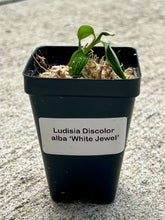 Load image into Gallery viewer, Ludisia Discolor alba (White Jewel Orchid), Pale Green Leaves, Silver Veins - Orchid Gene