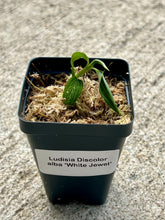 Load image into Gallery viewer, Ludisia Discolor alba (White Jewel Orchid), Pale Green Leaves, Silver Veins - Orchid Gene