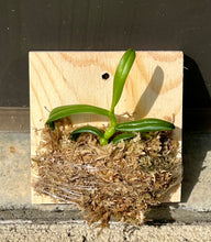 Load image into Gallery viewer, Tuberolabium kotoense x sib, Compact Orchid with Fragrant Star-Shaped Blooms - Orchid Gene