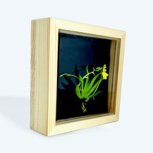 Load image into Gallery viewer, Bloomify Live Orchid Picture, Maintenance Free Orchid, Psygmorchis Pusilla, Live Green Wall Décor, Blooming, No Green Thumb Necessary, Great for Work, Home, Wall Décor, Unique Gift. - Orchid Gene