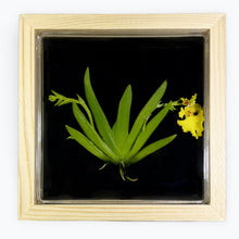 Load image into Gallery viewer, Bloomify Live Orchid Picture, Maintenance Free Orchid, Psygmorchis Pusilla, Live Green Wall Décor, Blooming, No Green Thumb Necessary, Great for Work, Home, Wall Décor, Unique Gift. - Orchid Gene