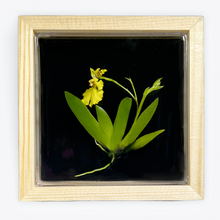 Load image into Gallery viewer, Bloomify Live Orchid Picture, Maintenance Free Orchid, Psygmorchis Pusilla, Live Green Wall Décor, Blooming, No Green Thumb Necessary, Great for Work, Home, Wall Décor, Unique Gift. - Orchid Gene