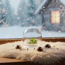 Load image into Gallery viewer, Bloomify Live Pinguicula esseriana (Mexican Butterwort) in Glass Terrarium – Maintenance-Free Carnivorous Plant, Unique Gift for Enthusiasts, Collectors & Nature Lovers.