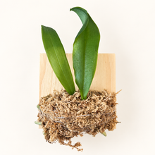 Load image into Gallery viewer, Phalaenopsis violacea f. magenta – Fragrant Orchid with Rich Magenta Blooms