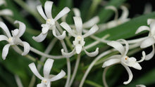 Load image into Gallery viewer, Flowering-size, Vanda falcata var. armanii 'White Snow' x self (30 DAYS Healthy Plant Guarantee) - Orchid Gene
